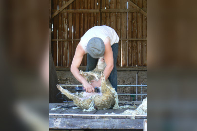 Week-end Tonte des moutons à la Bergerie Nationale