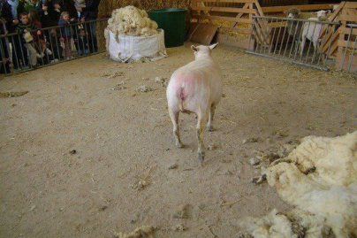 tonte des moutons à la Ferme de paris, 6 mai 2012