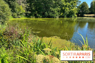 Les cyanobactéries prolifèrent en Ile-de-France, attention aux chiens et à la pêche
