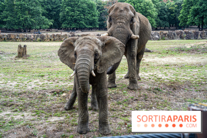 Au Zoo de Thoiry, des Lodges immersifs en Terre d'Afrique, avec vue sur les éléphants, se préparent