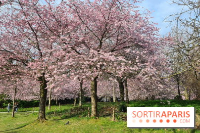 Où voir des cerisiers en fleurs à Paris et en Île-de-France : nos spots coup de cœur !