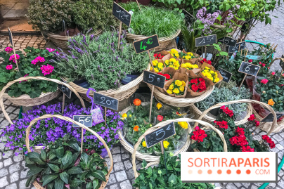 Marché aux plantes et fleurs à Argenteuil 2023: Découvrez la Vallée aux plantes et aux fleurs