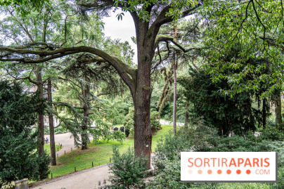 Le Jardin des Plantes cache le plus ancien cèdre du Liban de Paris, histoire insolite