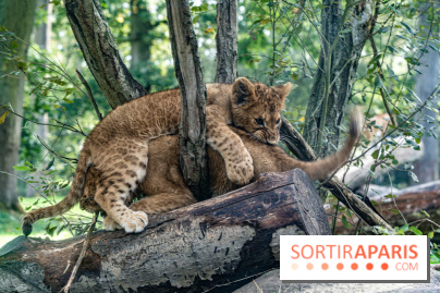 Carnet rose au Zoo de Thoiry (78) : deux bébés lionnes pointent le bout de leur nez