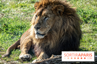 Halloween aux Parcs Zoologiques de Lumigny : Une Aventure Mystérieuse vous attend !