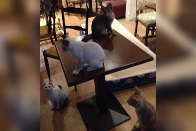 Le Café des chats, le premier bar à chats français à Paris