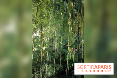 Noces Végétales au Jardin des Plantes : la traversée végétale