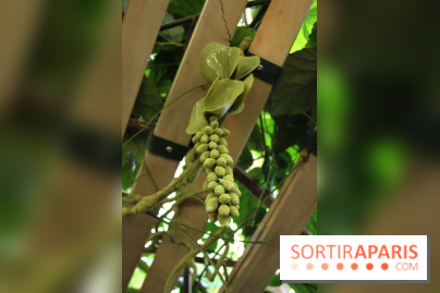 Noces Végétales au Jardin des Plantes : la traversée végétale