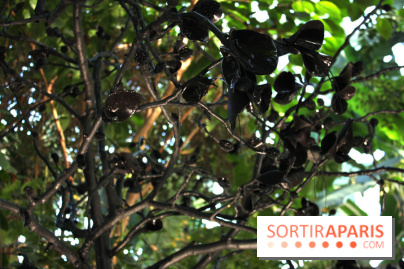 Noces Végétales au Jardin des Plantes : le marié