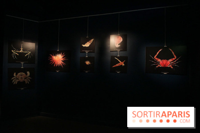Exposition coquillages et crustacés à l'aquarium de la Porte Dorée