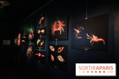 Exposition coquillages et crustacés à l'aquarium de la Porte Dorée