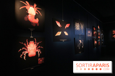 Exposition coquillages et crustacés à l'aquarium de la Porte Dorée