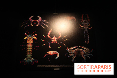 Exposition coquillages et crustacés à l'aquarium de la Porte Dorée