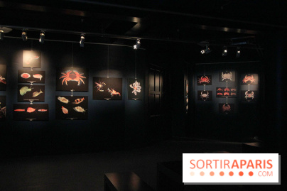 Exposition coquillages et crustacés à l'aquarium de la Porte Dorée