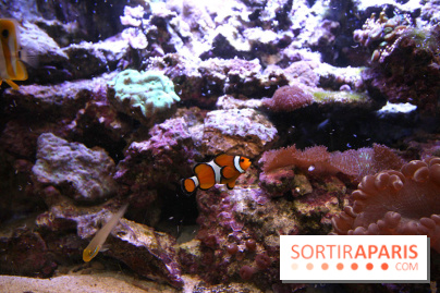 Aquarium de la Porte Dorée à Paris