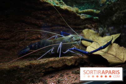 Aquarium de la Porte Dorée à Paris