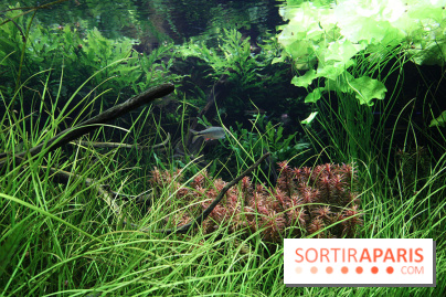 Aquarium de la Porte Dorée à Paris