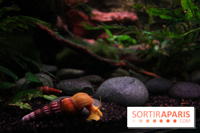 Aquarium de la Porte Dorée à Paris