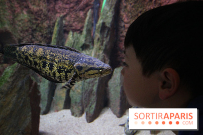 Aquarium de la Porte Dorée à Paris
