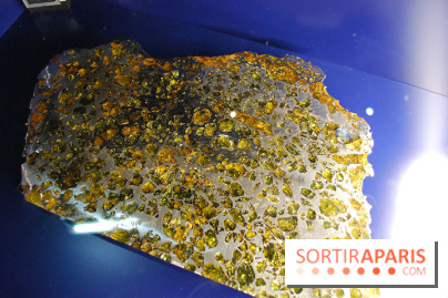 Exposition Nuit au Muséum Natinaol d'Histoire Naturelle