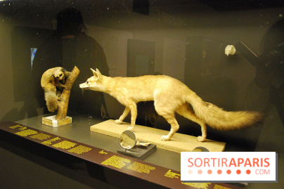 Exposition Nuit au Muséum Natinaol d'Histoire Naturelle