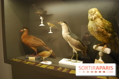 Exposition Nuit au Muséum Natinaol d'Histoire Naturelle