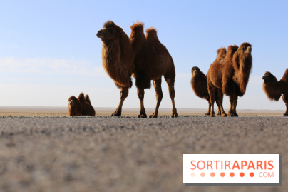 Année mondiale des Camélidés : une parade de dromadaires, chameaux et lamas à Paris