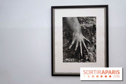 Sebastião Salgado présente son exposition "Genesis Platinum" à la Galerie Polka 