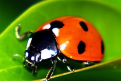 Des larves de coccinelles distribuées aux jardiniers parisiens amateurs