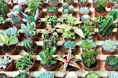 Boutique de bébés plantes signée Plantes Pour Tous à Ground Control