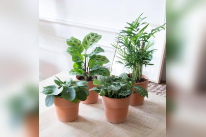 Flowershop : grande vente de plantes à Paris by My Little Box & Bergamotte