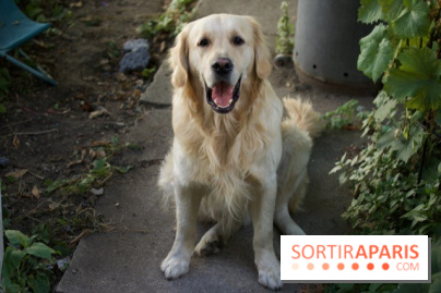 Les parcs, squares et jardins où promener son chien à Paris, avec ou sans laisse 