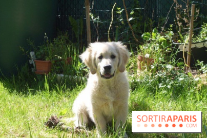 Les parcs, squares et jardins où promener son chien à Paris