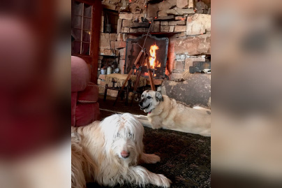 Coronavirus : Neil Young annonce des concerts en live streaming à voir en confinement