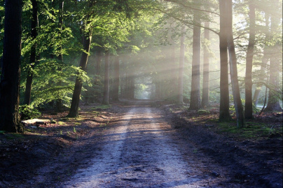 Essonne : bientôt une nouvelle forêt publique dans le département