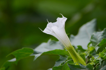 Intoxication dans un jardin potager : l'Anses alerte sur les dangers de la plante datura