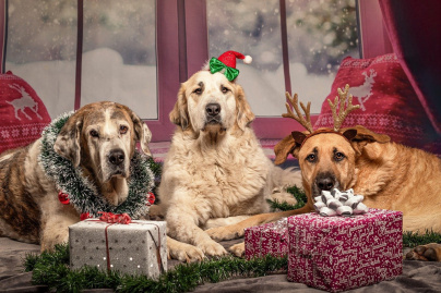 Insolite : écoutez la première chanson de Noël pour chiens