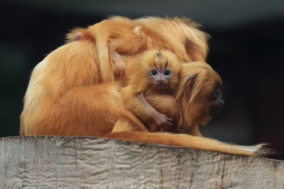 Jardin des Plantes : naissance de deux tamarins lions dorés, des primates menacés d'extinction 