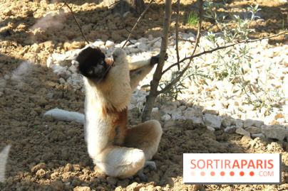 Zoo de Vincennes, Parc Zoologique de Paris