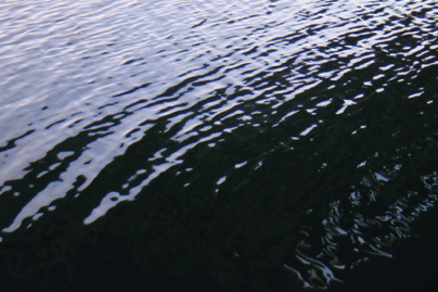 Céleste Boursier-Mougenot au Palais de Tokyo : l'expérience de l'été