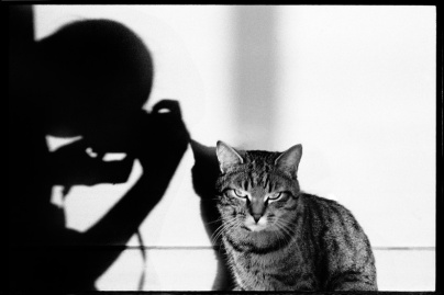 Le chat et ses photographes, l'expo miaou de la MEP