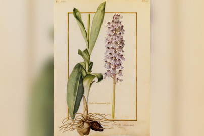 Orchidées sur Vélins au Muséum national d'Histoire naturelle