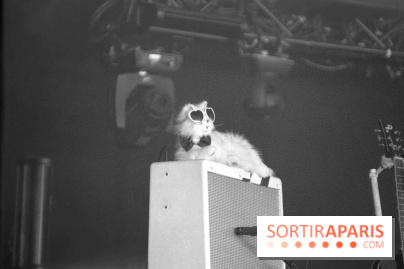 Solidays 2014 - Chat de HollySiz