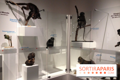 Sur la piste des Grands Singes