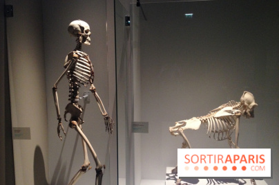 Sur la piste des Grands Singes