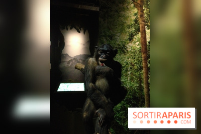 Sur la piste des Grands Singes