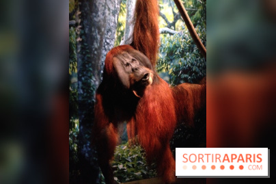 Sur la piste des Grands Singes