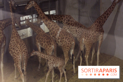 Les girafons du Zoo de Paris