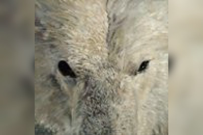 Exposition Ours bleu par Vigdis