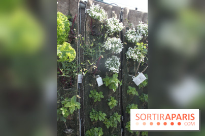 Le Paris sous les fraises des Galeries Lafayette